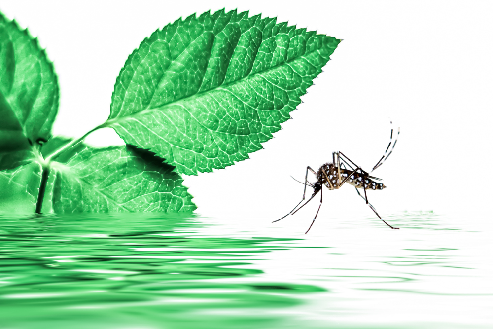 Cambiamento climatico: come influisce sul comportamento degli insetti infestanti