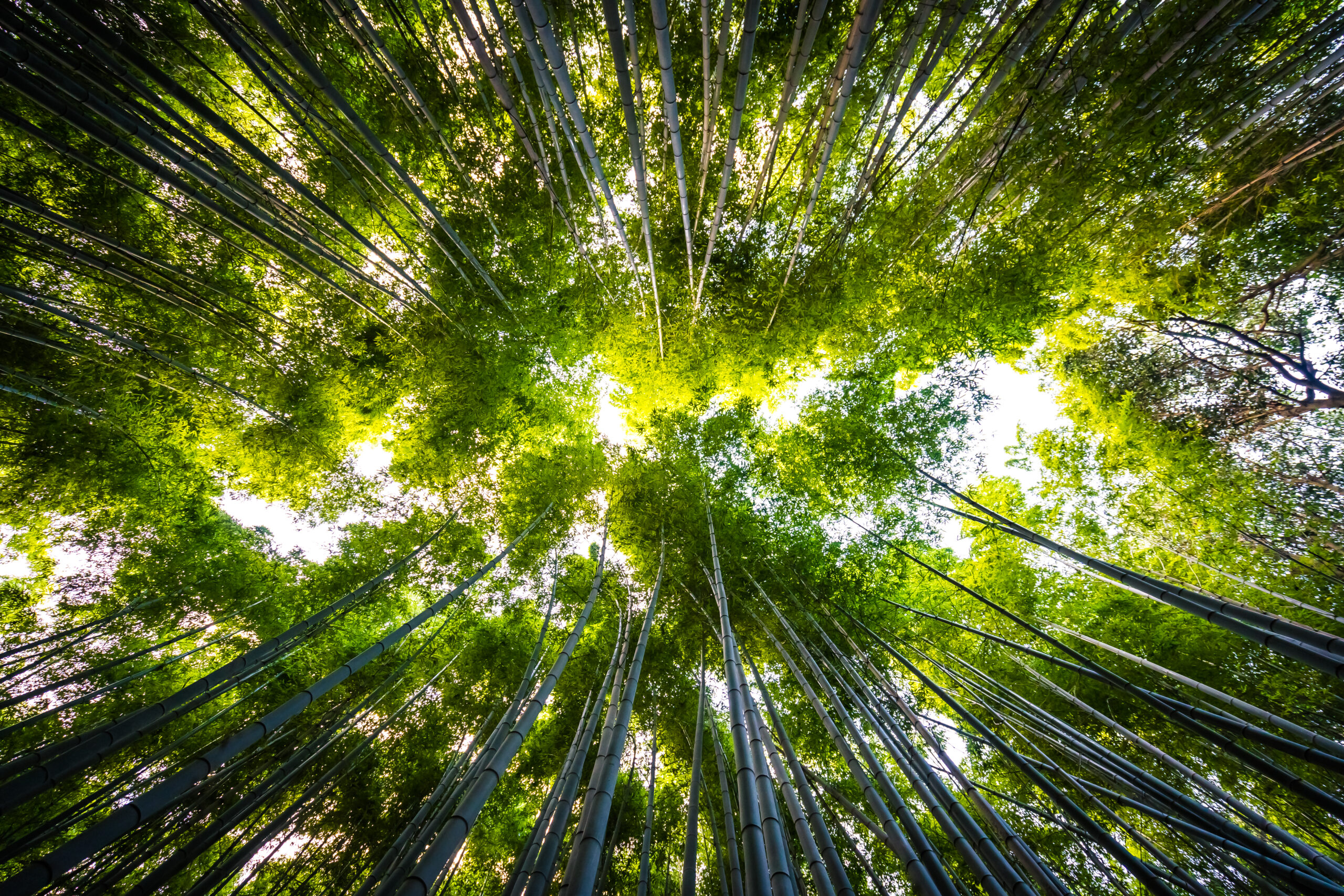 Beautiful landscape of bamboo grove in the forest at Arashiyama Kyoto Japan