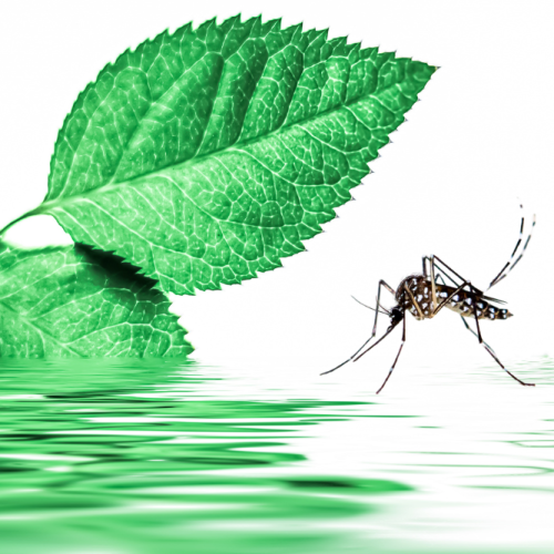 Cambiamento climatico: come influisce sul comportamento degli insetti infestanti