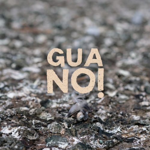 Guano di piccione: quali conseguenze comporta?