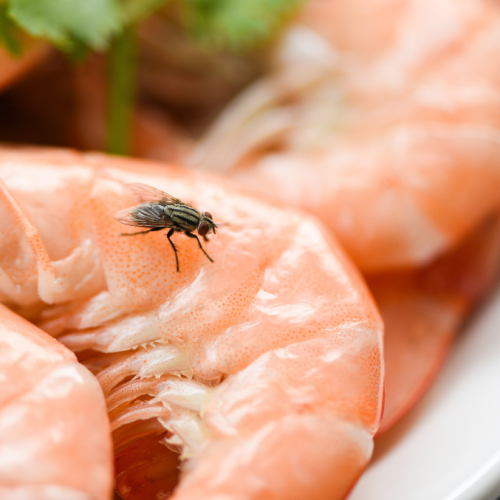 <strong>Animali infestanti nelle imprese alimentari</strong>