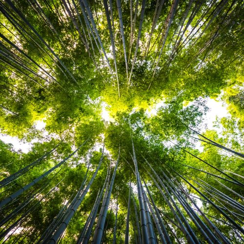 Beautiful landscape of bamboo grove in the forest at Arashiyama Kyoto Japan