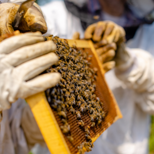 Sosteniamo le api con Beeing; abbiamo adottato 10 alveari
