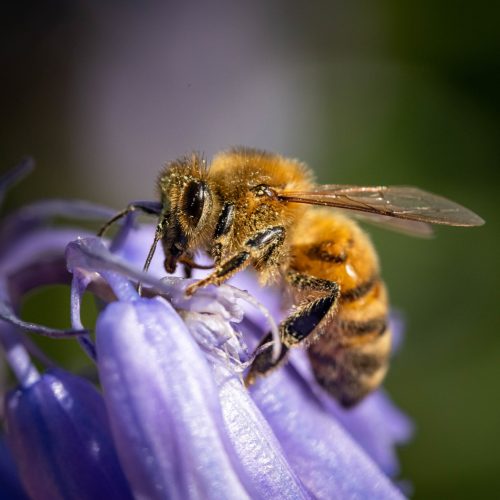 A macro shot of a bumblebee on a purple flower
