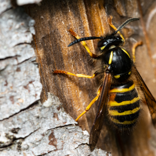 Vespe e calabroni – specie e curiosità