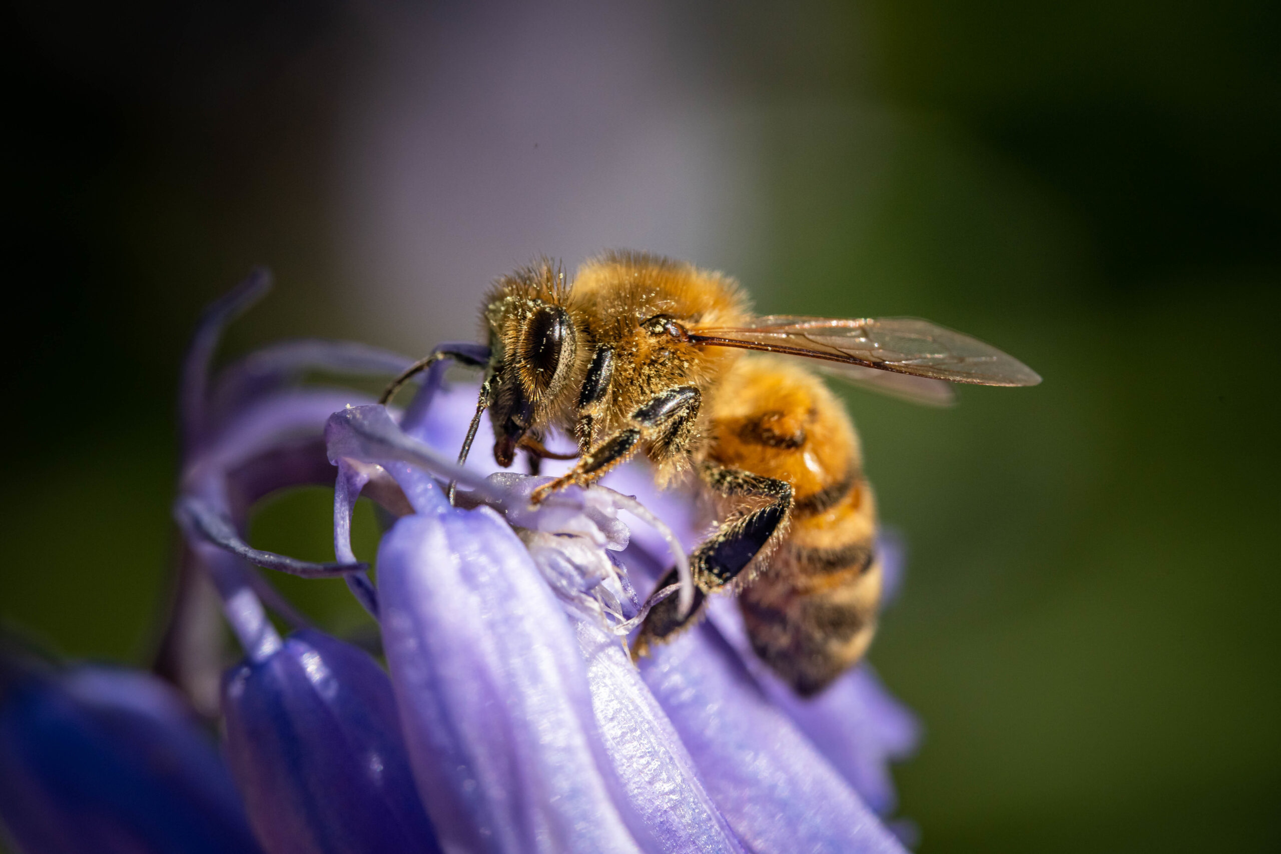 A macro shot of a bumblebee on a purple flower