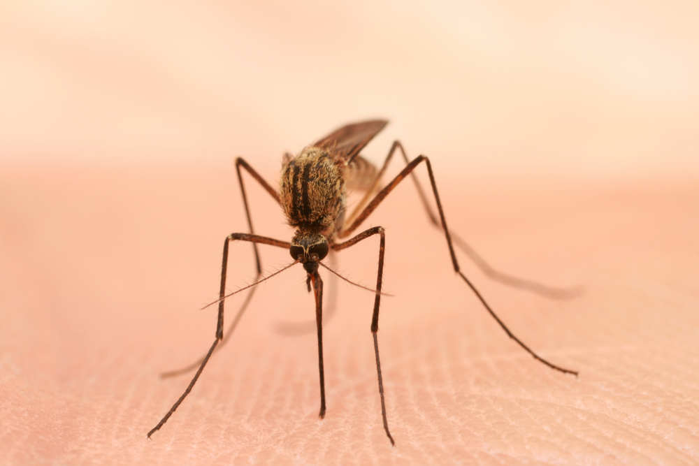 5 domande che tutti ci poniamo sulle zanzare